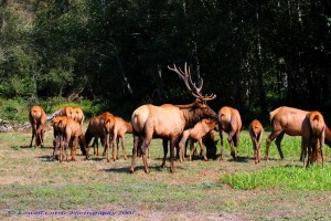 Elk_001