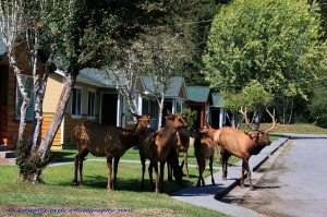 Elk_and_Cabins_02