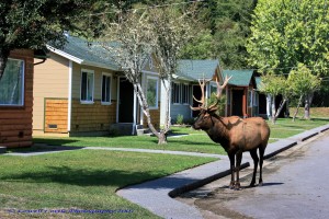 Elk_and_Cabins_03
