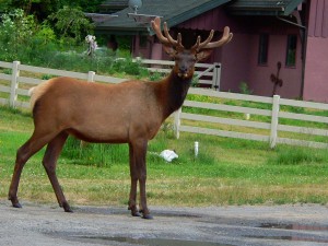 elk_002