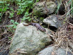 gecko_01