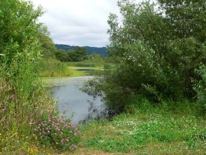 marsh_01 