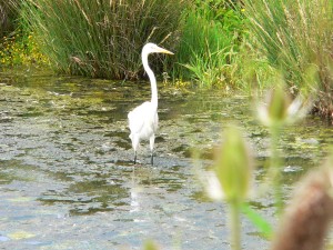 marsh_egret_01 