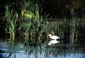 marsh_egret_02 