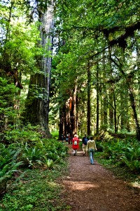 redwood_nsp-0023 