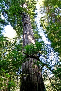 redwood_nsp-0024 