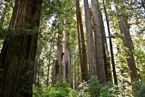 redwood_nsp-0026 