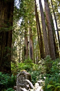 redwood_nsp-0027 