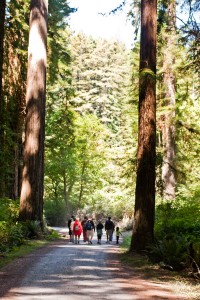 redwood_nsp-0035 