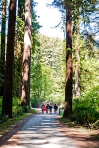 redwood_nsp-0036 