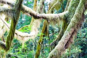 redwood_nsp-0040  