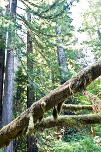 redwood_nsp-0041  