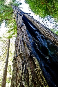 redwood_nsp-0057  